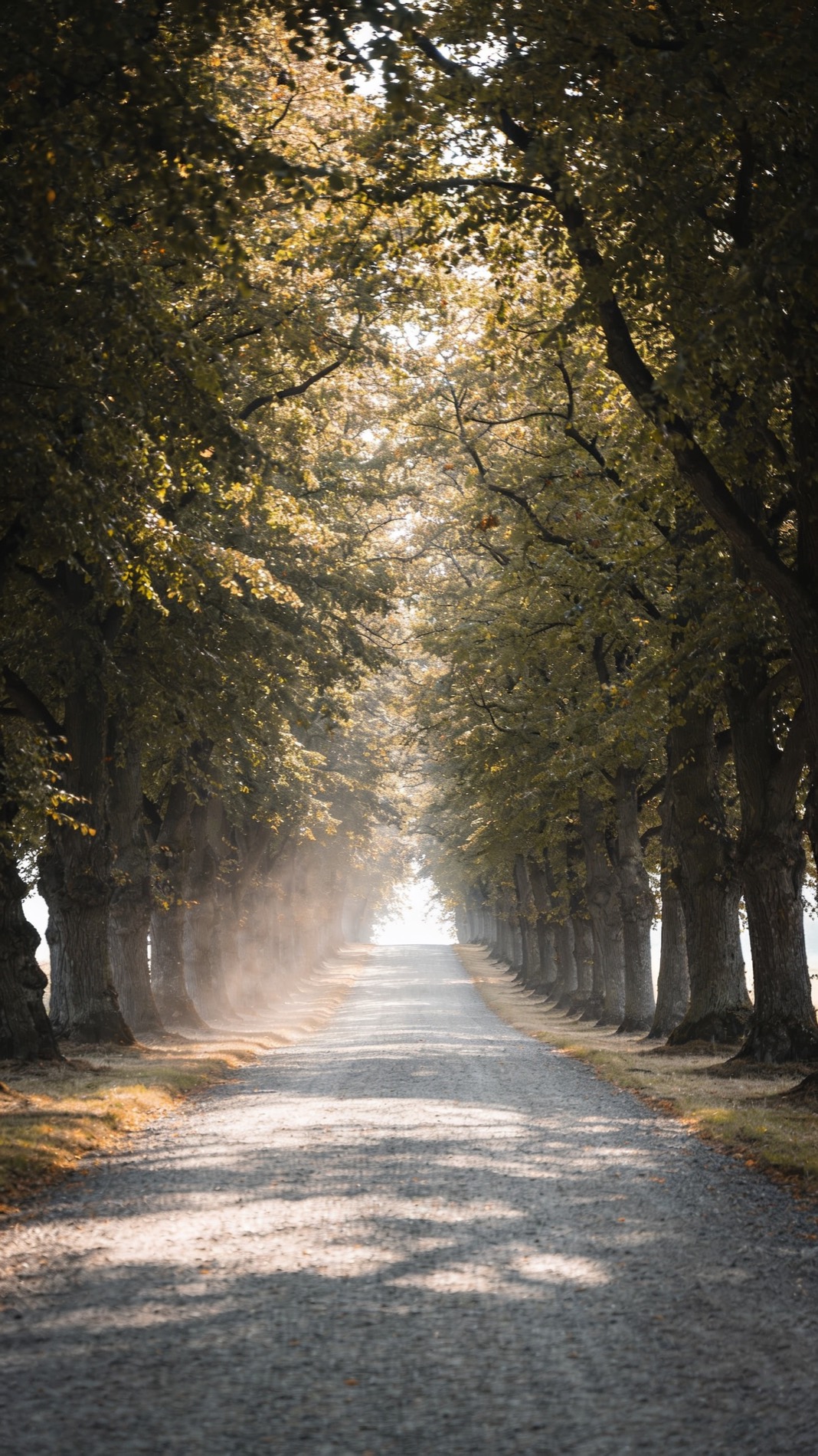 Afternoon light through an avenue of trees